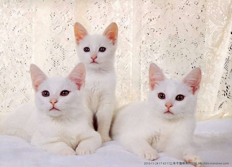 三只猫咪