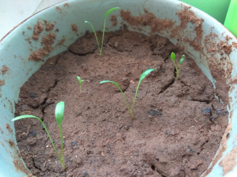 水培植的铜钱草(绿色的),发芽特别缓慢,后来我给加了点泥,水土